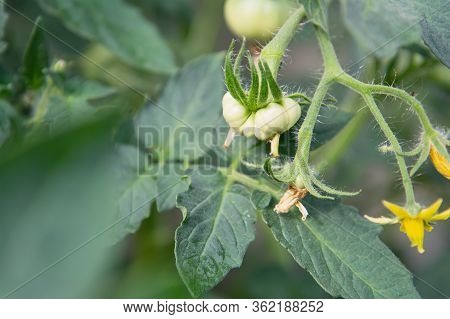 View Of The Ensuing Tomato Fruit That Hangs On A Branch. The Concept Of Agricultural Plants, Vegetab