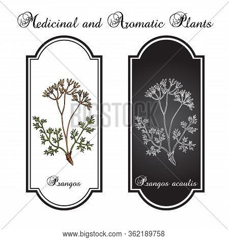 Prangos Acaulis Medicinal Plant. Hand Drawn Botanical Vector Illustration