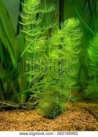 Hornwort Plant (ceratophyllum Demersum) On A Fish Tank