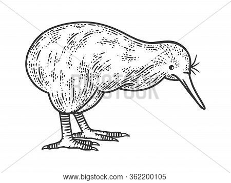 Kiwi Bird Sketch Engraving Vector Illustration. T-shirt Apparel Print Design. Scratch Board Imitatio