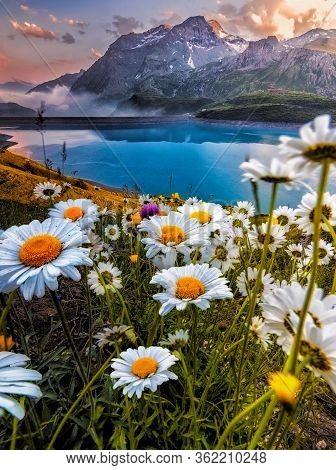 Flowers Flourishing In A Daisy Field With A Lake With Teal Colour With The French Alps On The Backgr
