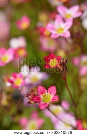 Saxifrage Arendsii Hybrids - Latin Name - Saxifraga X Arendsii