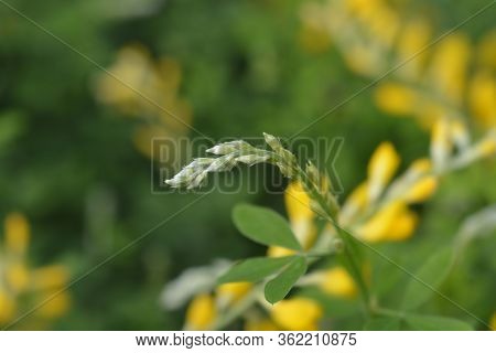 Easter Broom Flower Buds - Latin Name - Genista X Spachiana