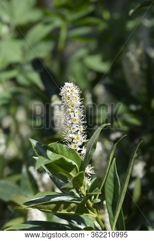 Laurel Cherry - Latin Name - Prunus Laurocerasus