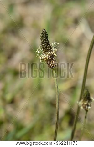 Ribwort Plantain - Latin Name - Plantago Lanceolata