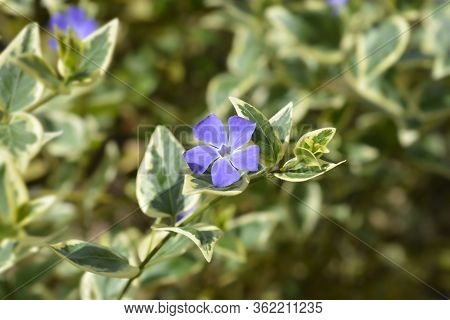 Lesser Periwinkle Variegata - Latin Name - Vinca Minor Variegata