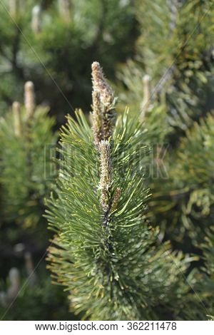 Dwarf Mountain Pine Mughus - Latin Name - Pinus Mugo Mughus