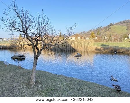 A Private Pond With Ducks And Other Related Aquatic Bird Species, Einsiedeln - Canton Of Schwyz, Swi