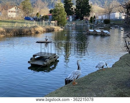 A Private Pond With Ducks And Other Related Aquatic Bird Species, Einsiedeln - Canton Of Schwyz, Swi