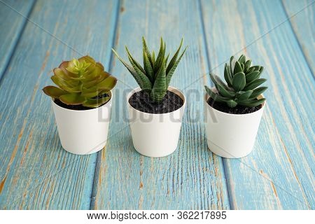 Household Aromatic And Three Plants Succulents In Pot On The Blue Wodden Background. Succulents In A