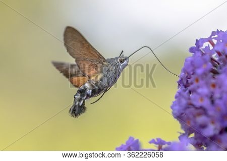Hummingbird Hawk-moth (macroglossum Stellatarum) Fast Flying Butterfly Feeding On Purple Flowers In 