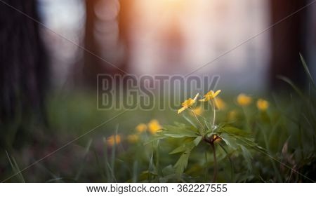 Background With Spring Primroses - Yellow Flowers Of An Anemony