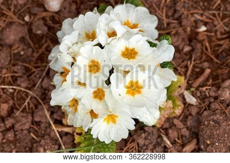 White Spring Primrose Photographed In The Garden.