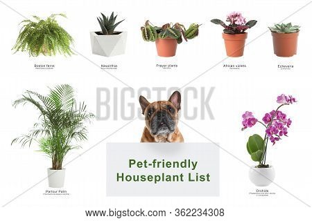 List Of Pet-friendly Houseplants On White Background