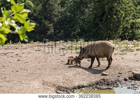 Wild Boar Females With Freshlings - Brooks With Boar Babies