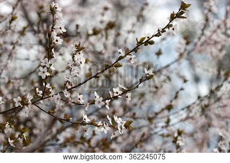 Cherry Plum Branches With White Flowers And Young Leaves, Spring Concept.