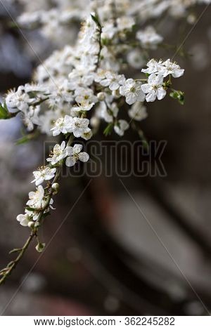 Cherry Plum Branches With White Flowers And Young Leaves, Spring Concept.