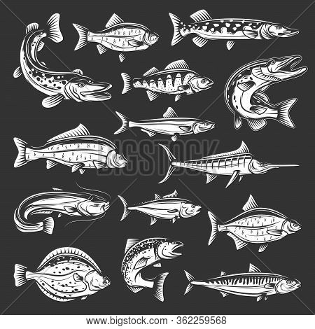 Vector Salmon, Carp And Tuna, Marlin, Mackerel And Perch, Pike, Swordfish And Flounder, Crucian And 