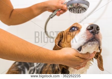 A Beagle Mix Hound Dog Is All Soaped Up In The Bath Tub. The Cute Dog Looks Up And To The Side Anxio