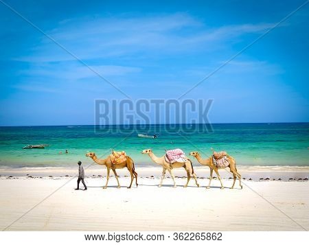 Diani Beach, Kenya, February 24, 2020: A Man Leads Three Dromedaries Along The Beach Where People Ca