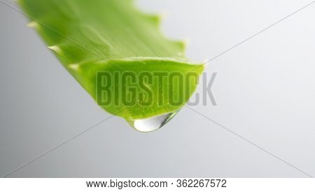 Aloe Vera Gel dripping from Aloe plant green leaf close-up. Skin care, healthcare concept. Drop of Aloevera fresh juice macro shot. Alternative medicine, moisturizing cosmetics.