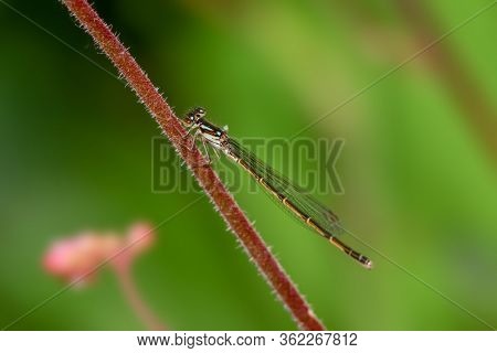 Close up shot of dragonfly on the plant