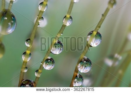 Extreme close up shot of fresh moss growth with water drops created multiple images using focus stack techniques