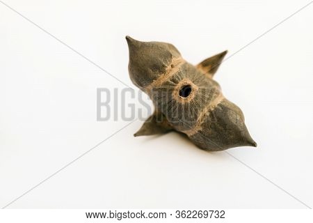 Water Chestnut. Floating Flyer Or Floating Dumn Nut Chilim On White Surface. Limited Depth Of Field.