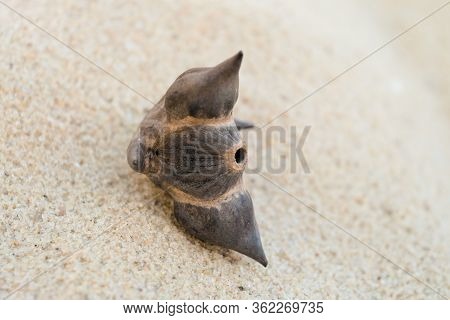 Water Chestnut. Floating Flyer Or Floating Dumn Nut Chilim On Sea Sand. Selective Focus.