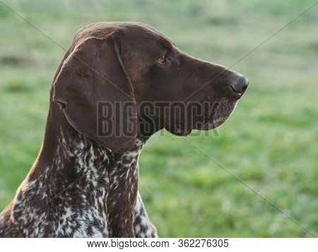 german shorthaired pointer dog hunting