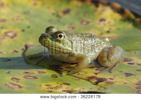 Bir Lily Pad keyfini bullfrog