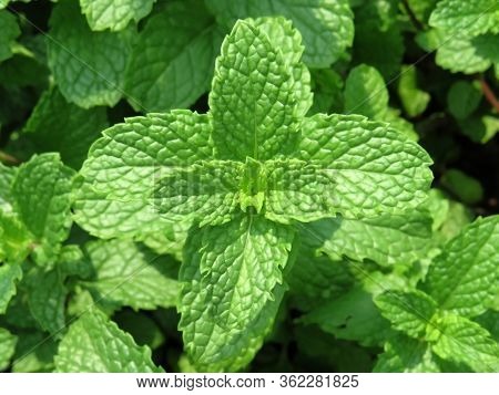 Mint Leaves Image, This Leaves Are Very Useful And It Is Also Kind Of Herbal. Image Click At Day-lig