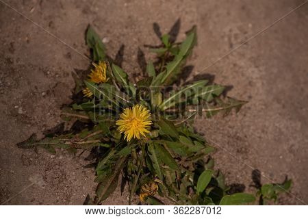 Yellow Dandelions. Bright Flowers Dandelions On Background Of Green Spring Meadows. Dandelion