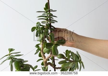 Woman Hands Holding Crassula Ovata Branch And Stick To Support Plant And Do Not Fall Down On The Whi