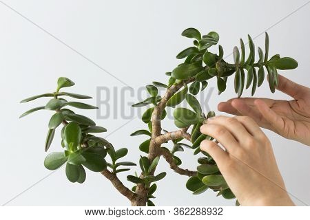 Woman Hand Holding Branch Of Crassula Ovata Bent Down Of Growth And Softness On The White Background