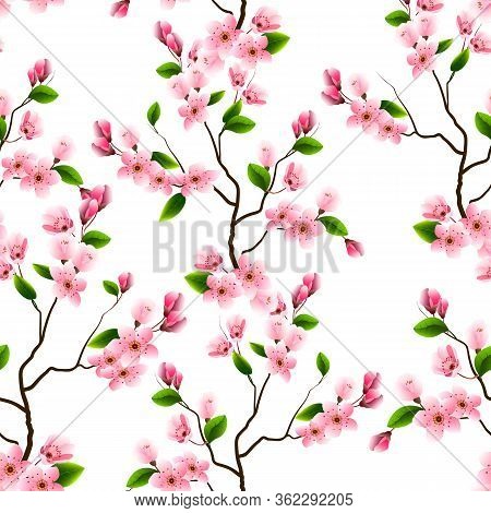 Branches Of A Blossoming Cherry In A Pattern.pattern Of Branches Of Blooming Cherry On A White Backg