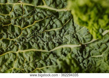 Raw Fresh Green Cabbage Texture And Background. Close Up View With Selective Focus. Organic And Heal