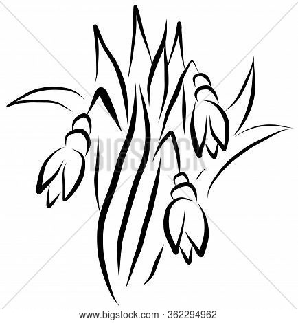 Vector Snowdrop Drawing By Lines. Sketch Snowdrop. Vector Isolated Sketch Snowdrop.