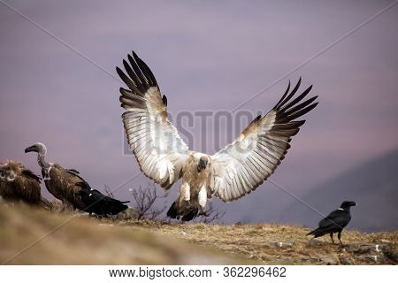 The Cape Griffon Or Cape Vulture (gyps Coprotheres), Also Known As Kolbe's Vulture Landing On The Ed