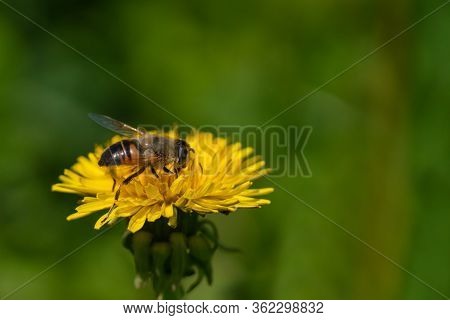 An Insect Hoverflies Sits On A Dandelion Flower And Collect Nectar. The Background Is Blurred. Close