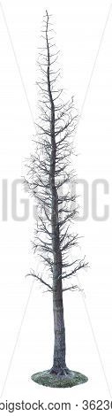 3D Illustration Willow Tree On White