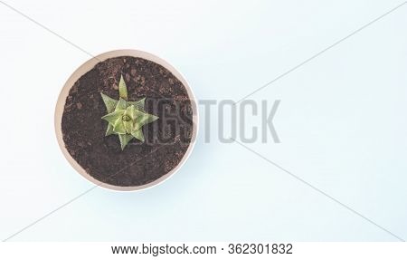 Green Indoor Flower On A Light Blue Background. Banner. The Concept Of Gardening, Hobbies, Interior.