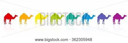 Rainbow Colored Camel Caravan, Colorful Parade, Rainbow Spectrum. Funny Comic Illustration On White 