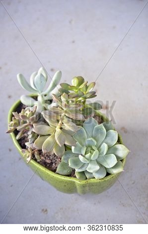 Arrangement Of Potted Succulents On Blue Grey Background - Vertical
