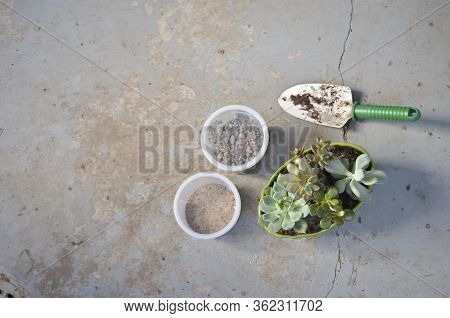 Potted Succulents With Trowel And Containers Of Gravel And Sand