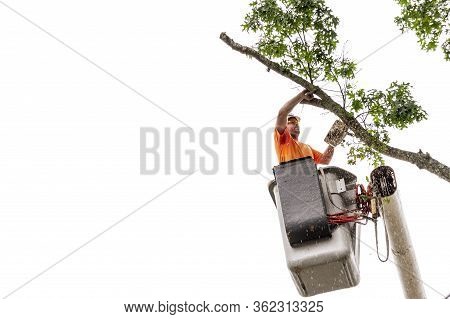 Fairhaven, Massachusetts, Usa - August 13, 2018: Wood Chips Spraying From Chainsaw As Man Cuts Throu