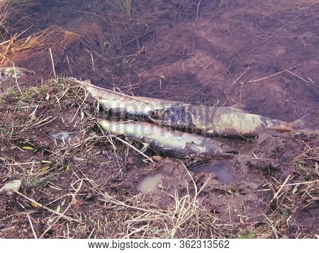 Salmon Fish Dead At The End Of The Life Cycle After Spawning. Russia, Primorsky Territory, Barabashe