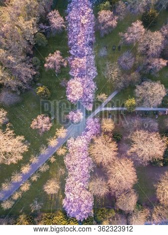 Copenhagen, Denmark - April 06, 2020: Aerial Drone View Of An Alley With Cherry Tree Blossoming At B