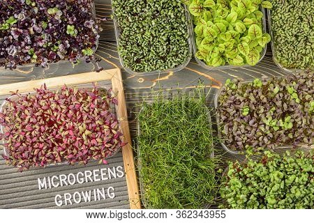 The Inscription Microgreen Growing. Around There Are Many Boxes With Young Sprouts Of Basil, Sorrel,
