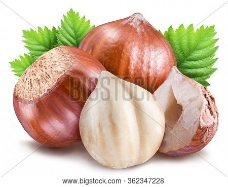 Hazelnuts with shell, hazel leaves and peeled nut isolated on a white background. File contains clipping path.